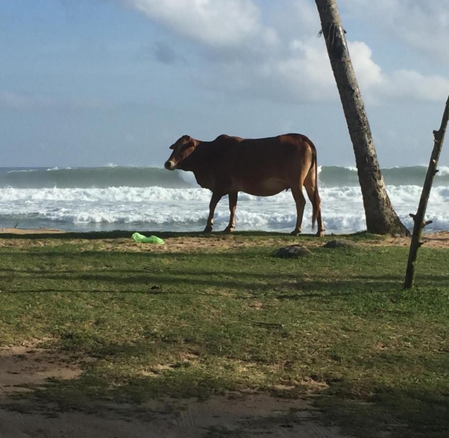Sundance Surf Coconut Point Hotel Weligama Bagian luar foto